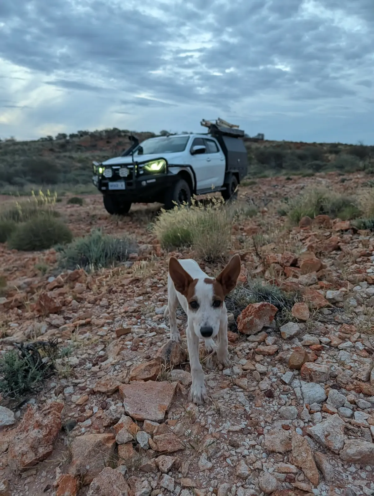 The NCG ute and dog at dusk in the Pilbara